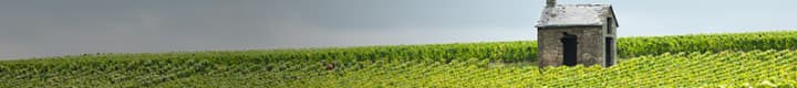 Champagner